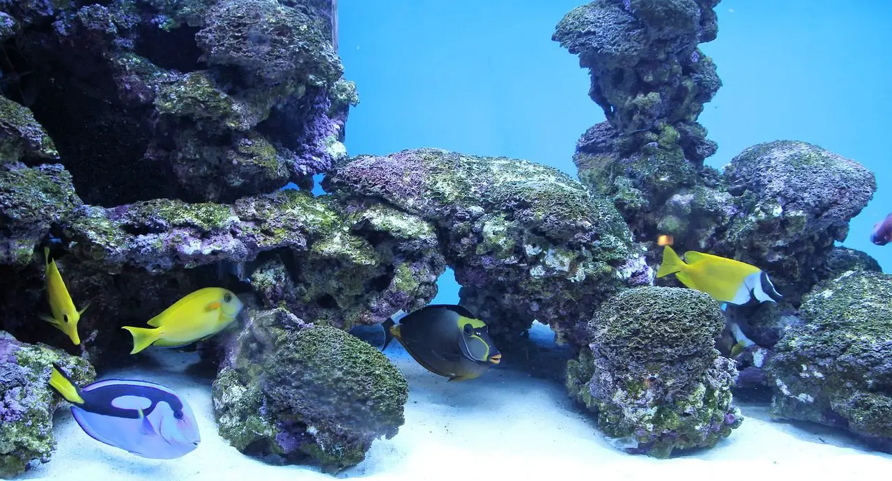 Wat moet je echt weten over aquariumverlichting?